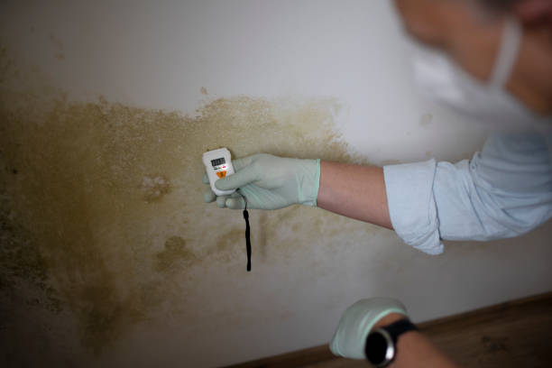 Professional Mold Remediation in Gaffney, SC