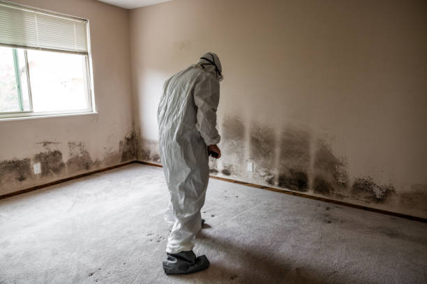 Best Post-Flood Mold Remediation in Gaffney, SC