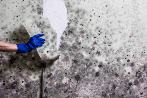 Best Residential Mold Remediation in Gaffney, SC
