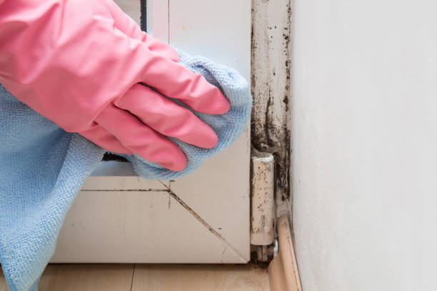 Best Attic Mold Remediation in Gaffney, SC
